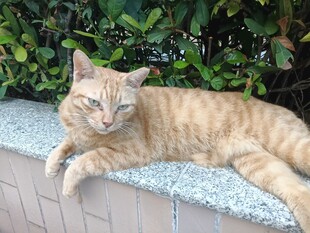 慵懒休憩的小橘猫