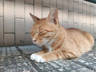午后打盹的橘猫