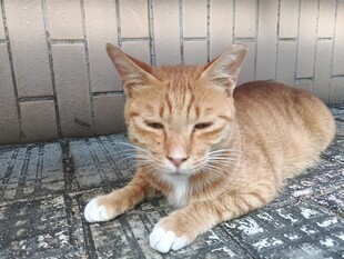 慵懒趴卧的橘猫