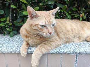 慵懒休憩的橘猫