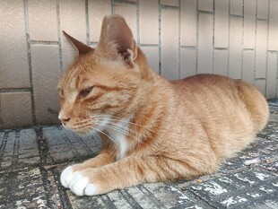 慵懒趴卧的橘猫
