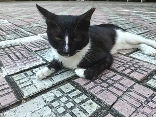 趴在地砖上的黑白小猫