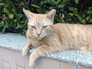 慵懒趴卧的橘猫