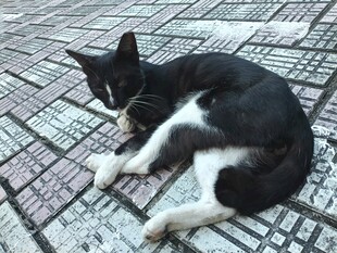 地砖上休憩的黑白猫