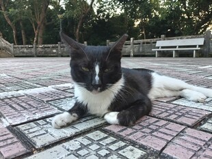 公园休憩的黑白小猫