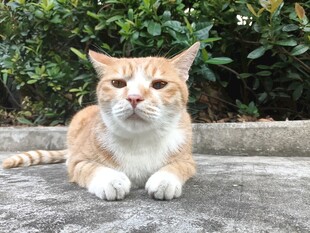 户外趴卧的橘猫