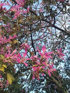 异木棉