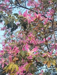 异木棉