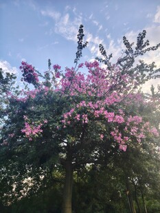 异木棉