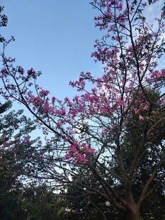 异木棉