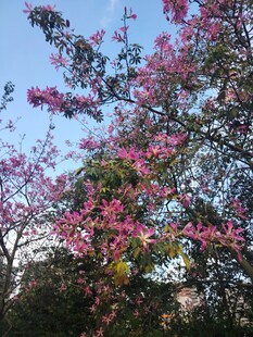 异木棉