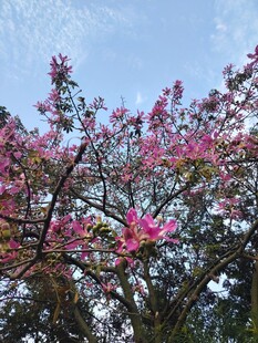 异木棉