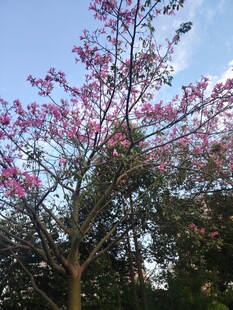 异木棉