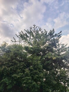 云天下的茂盛绿树
