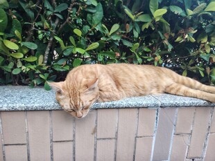 躺平的橘猫