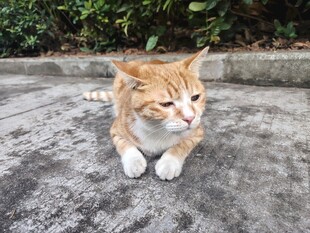 路边慵懒小橘猫