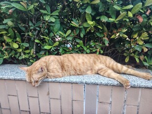 墙沿伸展的橘猫