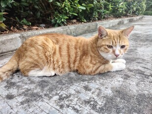 路边休憩的橘猫