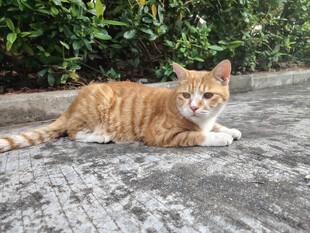 趴在路面的橘猫