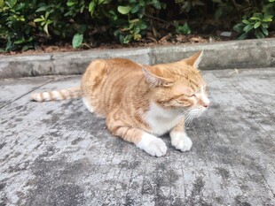 户外休憩的胖橘猫