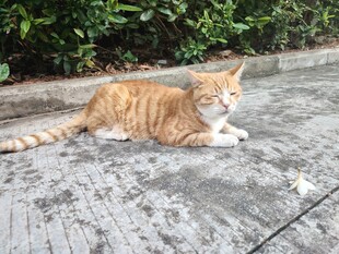路边休憩的橘猫