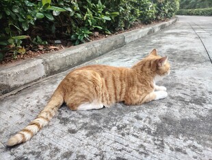 路边休憩的橘猫