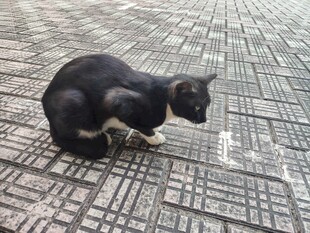 地面蹲坐的黑白小猫