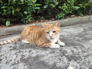 路边休憩的小橘猫