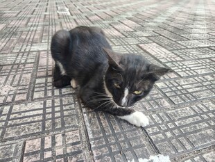 地砖上休憩的小黑猫