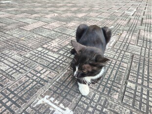 地砖上的黑白小猫