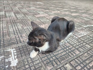 小猫 黑猫