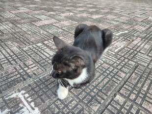 小猫 黑猫
