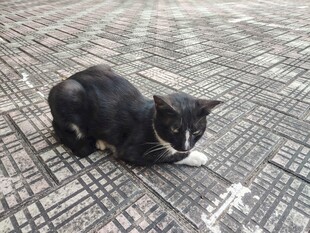 趴在地砖上的小黑猫