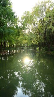 林间湖面晨光倒影