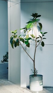 室内清新绿植盆栽