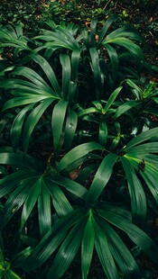 浓绿丛生绿植特写