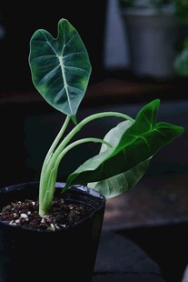 室内观叶海芋盆栽