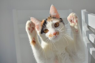 贴玻璃的可爱小猫