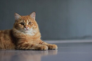 慵懒趴卧的橘猫