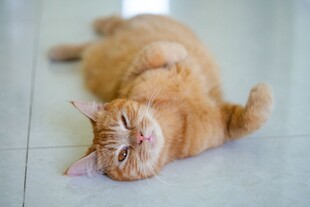 慵懒躺卧的橘猫
