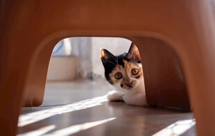 探头张望的可爱小猫