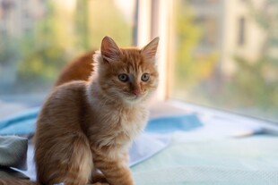 窗边晒太阳的小橘猫