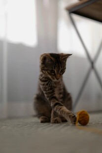 玩逗猫棒的虎斑小猫
