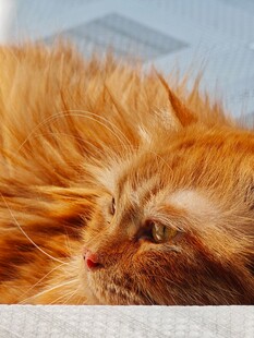 慵懒长毛橘猫特写