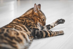 放松伸爪的虎斑猫