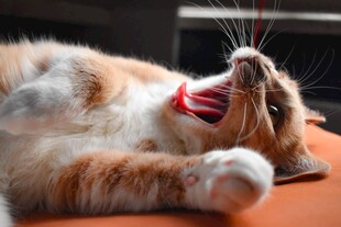 打哈欠的慵懒猫咪