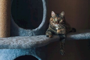 猫爬架上的虎斑幼猫