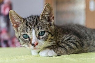 休憩的绿眼虎斑猫
