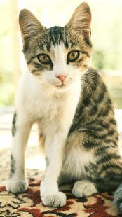 呆萌虎斑小猫咪