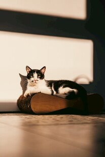 窗边慵懒休憩的小猫